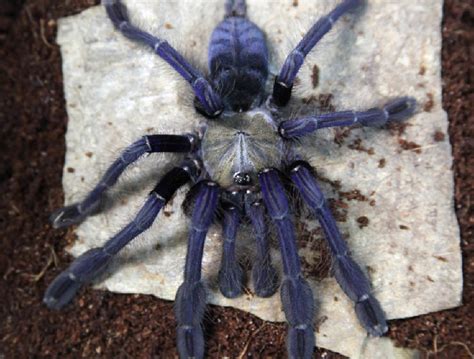 female omothymus spider|Singapore Blue Tarantula (Omothymus violaceopes)。